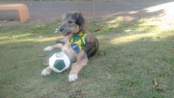 Cachorro ra a SRD  idade 2 a 6 meses nome Bingo 