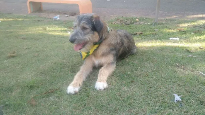 Cachorro ra a SRD  idade 2 a 6 meses nome Bingo 