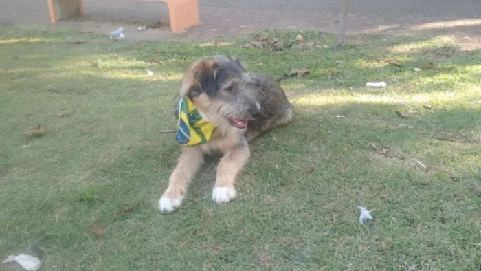 Cachorro ra a SRD  idade 2 a 6 meses nome Bingo 