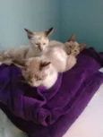 Maria, Joana e Bela