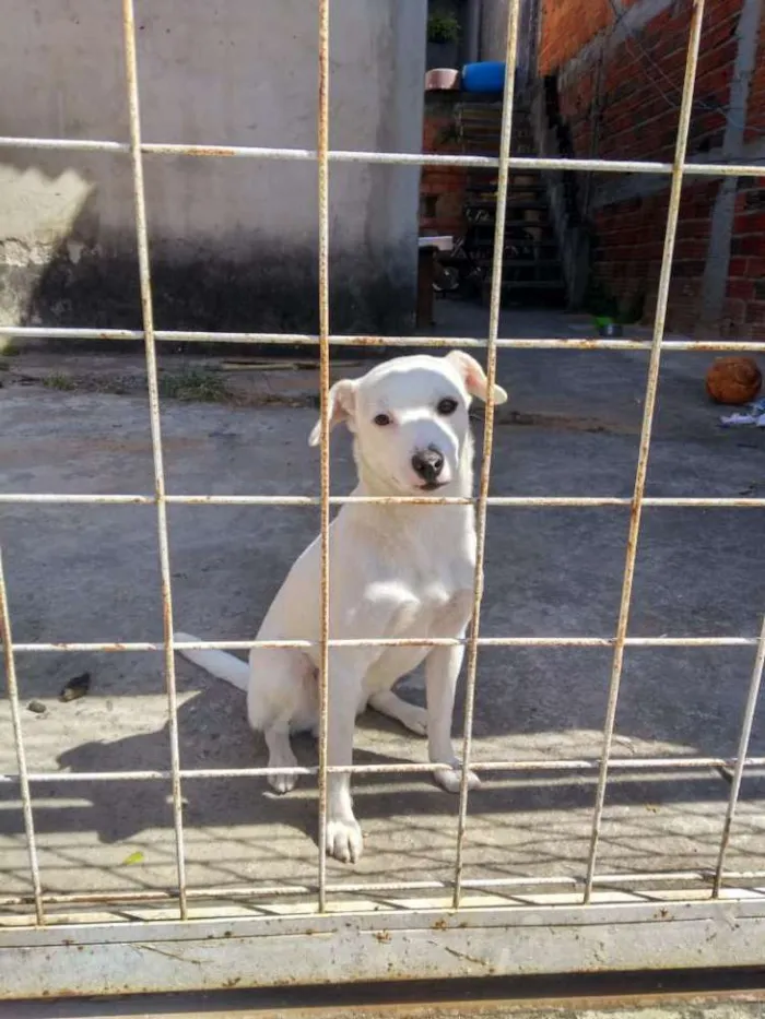 Cachorro ra a Indefinida idade 2 a 6 meses nome Sem nome definido