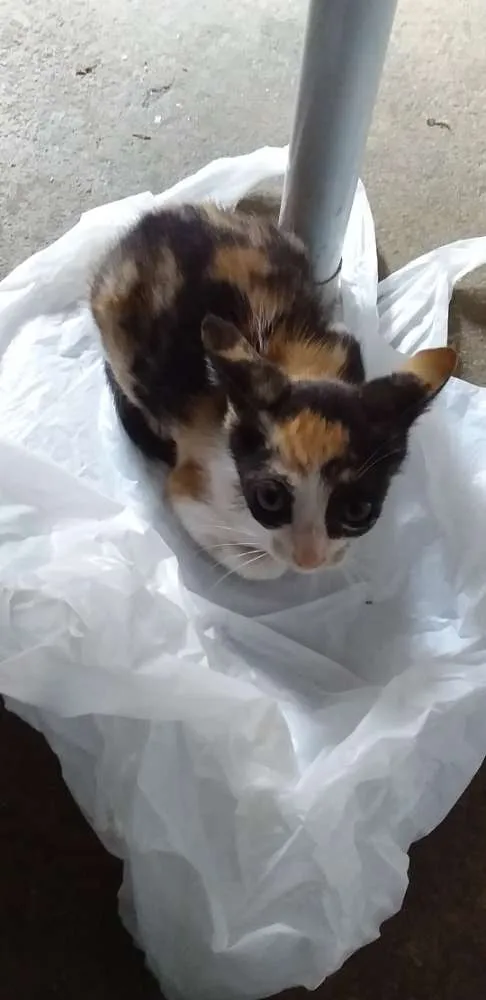 Gato raça SRD idade 2 a 6 meses nome Gatinhos para adoção