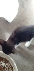 Gatinhos para adoção