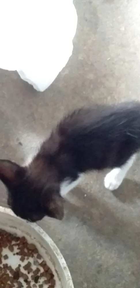 Gato raça SRD idade 2 a 6 meses nome Gatinhos para adoção