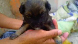 Cachorro raça Chauchau misturado com vira-la idade 2 anos nome Sara 