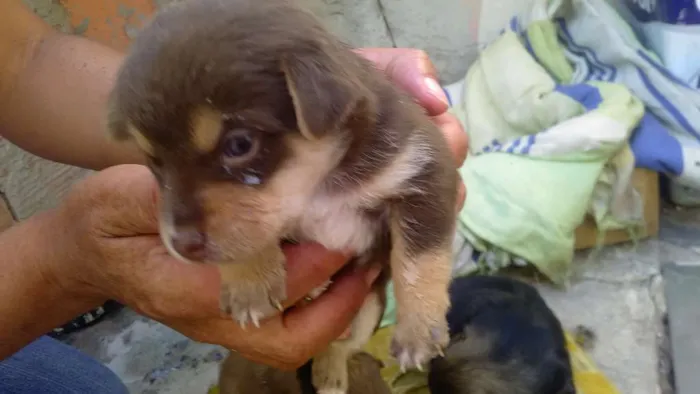 Cachorro raça Chauchau misturado com vira-la idade 2 anos nome Sara 