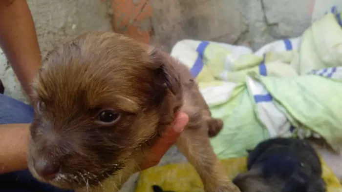 Cachorro raça Chauchau misturado com vira-la idade 2 anos nome Sara 