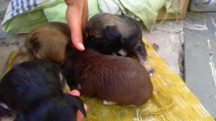 Cachorro raça Chauchau misturado com vira-la idade 2 anos nome Sara 
