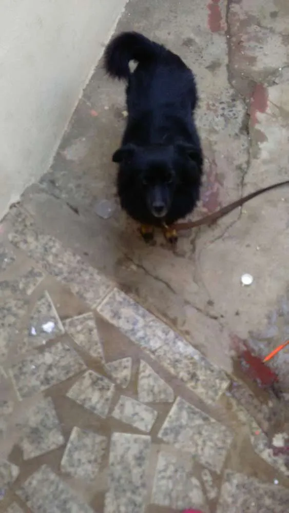 Cachorro raça Chauchau misturado com vira-la idade 2 anos nome Sara 