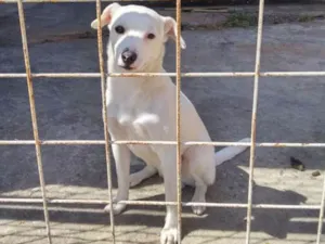 Cachorro raça Indefinida idade 2 a 6 meses nome Sem nome definido