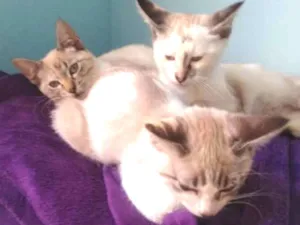 Gato raça SRD idade 2 a 6 meses nome Maria, Joana e Bela