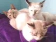 Maria, Joana e Bela
