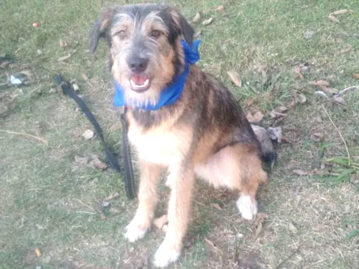 Cachorro ra a SRD  idade 2 a 6 meses nome Bingo 