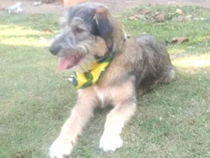 Cachorro raça SRD  idade 2 a 6 meses nome Bingo 