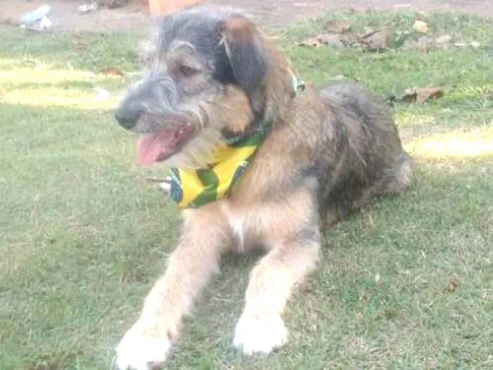 Cachorro ra a SRD  idade 2 a 6 meses nome Bingo 