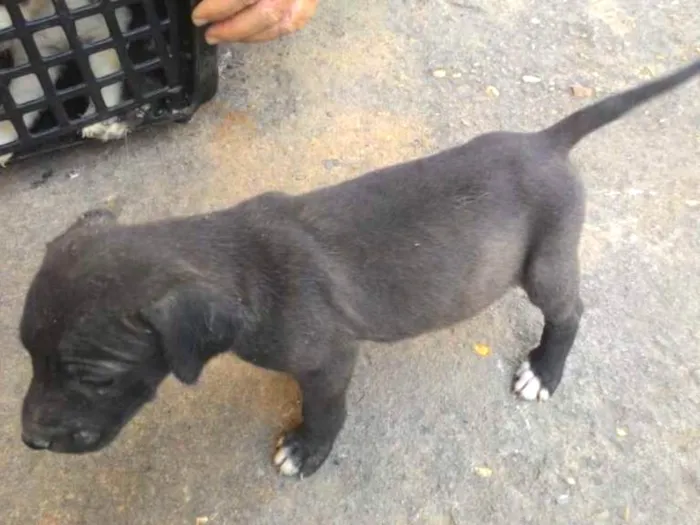 Cachorro ra a SRD idade Abaixo de 2 meses nome Filhote 018