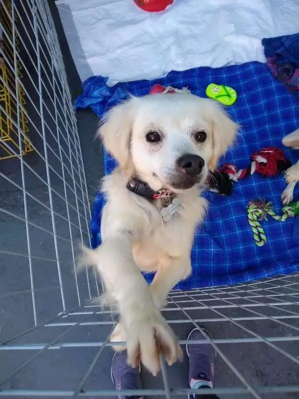 Cachorro ra a SRD idade 4 anos nome Pedrinho
