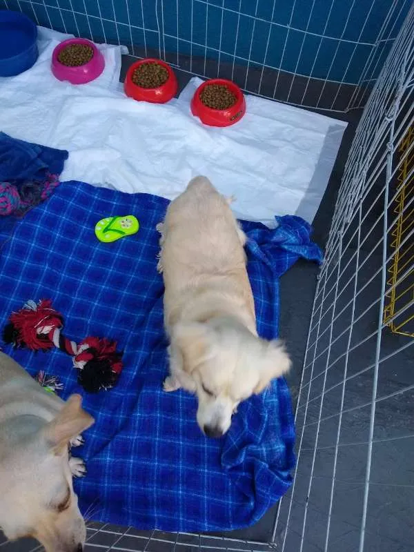 Cachorro ra a SRD idade 4 anos nome Pedrinho