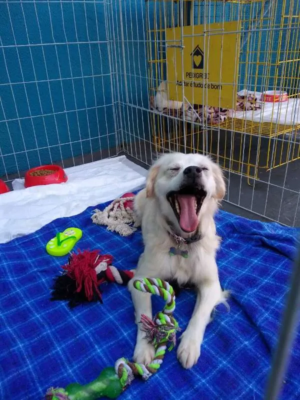 Cachorro ra a SRD idade 4 anos nome Pedrinho