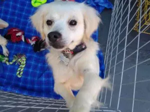 Cachorro raça SRD idade 4 anos nome Pedrinho