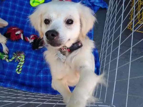 Cachorro ra a SRD idade 4 anos nome Pedrinho