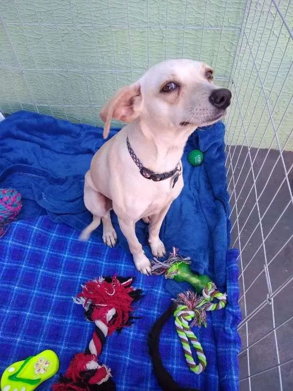 Cachorro ra a SRD idade 2 anos nome Lalinha