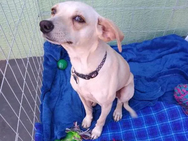 Cachorro ra a SRD idade 2 anos nome Lalinha