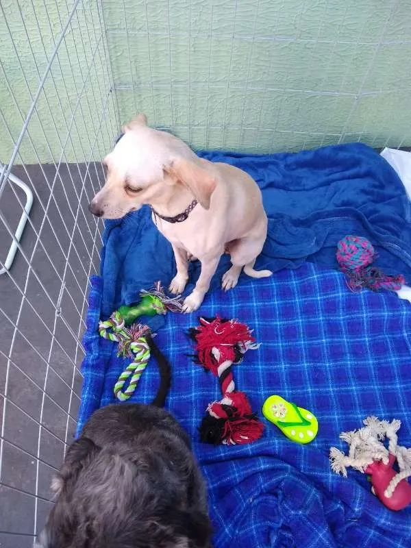 Cachorro ra a SRD idade 2 anos nome Lalinha