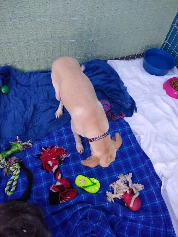 Cachorro ra a SRD idade 2 anos nome Lalinha