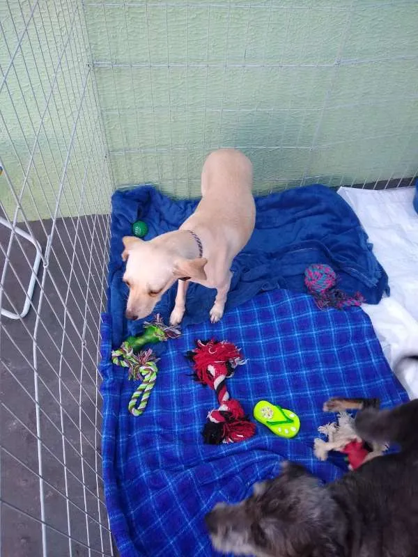 Cachorro ra a SRD idade 2 anos nome Lalinha