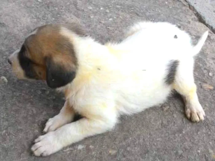 Cachorro ra a SRD idade Abaixo de 2 meses nome Filhote 013