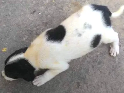 Cachorro raça SRD idade Abaixo de 2 meses nome Filhote 011