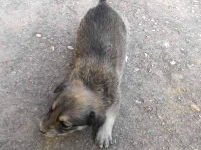 Cachorro ra a SRD idade Abaixo de 2 meses nome Filhote 009