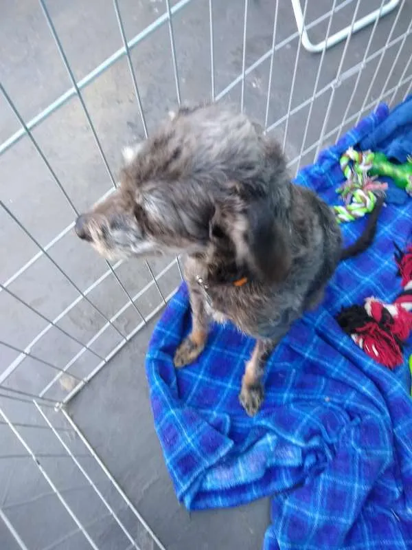 Cachorro ra a SRD idade 2 anos nome Donna Estopa