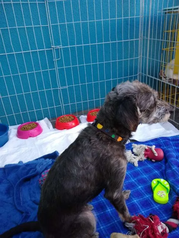 Cachorro ra a SRD idade 2 anos nome Donna Estopa