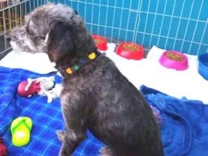 Cachorro raça SRD idade 2 anos nome Donna Estopa