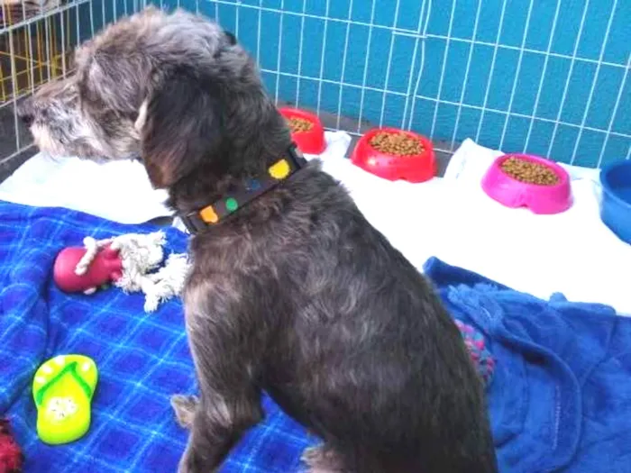 Cachorro ra a SRD idade 2 anos nome Donna Estopa