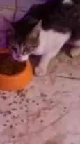 Ricky adoção urgente