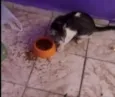 Ricky adoção urgente