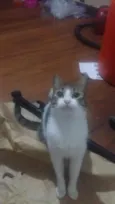Pedro’s adoção urgen