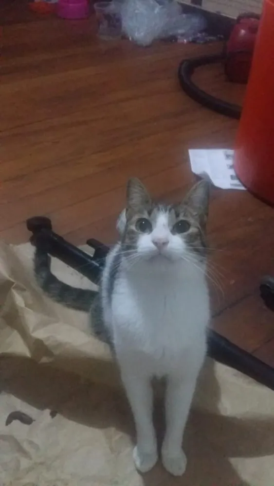 Gato ra a Srd idade 7 a 11 meses nome Pedro’s adoção urgen