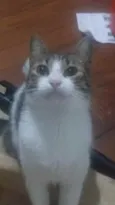 Pedro’s adoção urgen