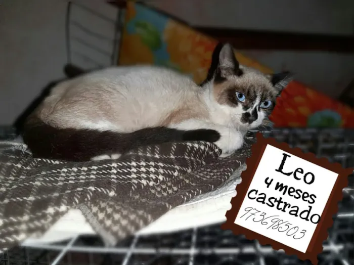 Gato ra a Siames mix  idade 2 a 6 meses nome Leo urgente 