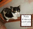Nala urgente
