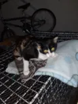 Nala urgente