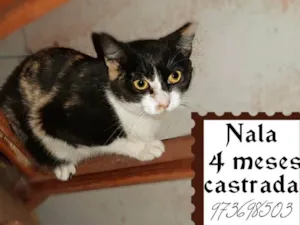 Gato raça Tricolor  idade 2 a 6 meses nome Nala urgente 