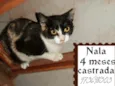 Nala urgente
