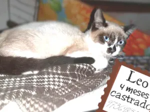 Gato raça Siames mix  idade 2 a 6 meses nome Leo urgente 