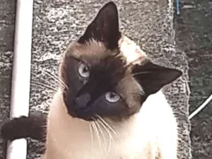 Gato raça Siamesa idade 7 a 11 meses nome Amelie 