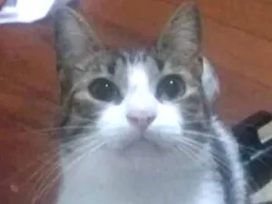 Gato raça Srd idade 7 a 11 meses nome Pedro’s adoção urgen